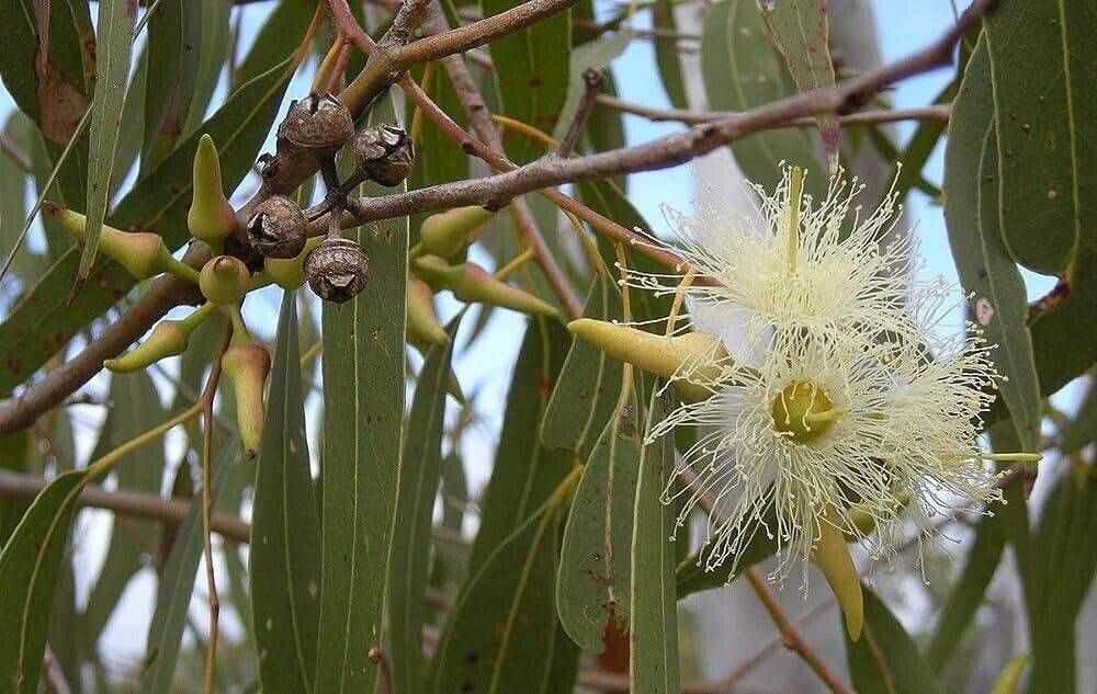 Lemon Eucalyptus