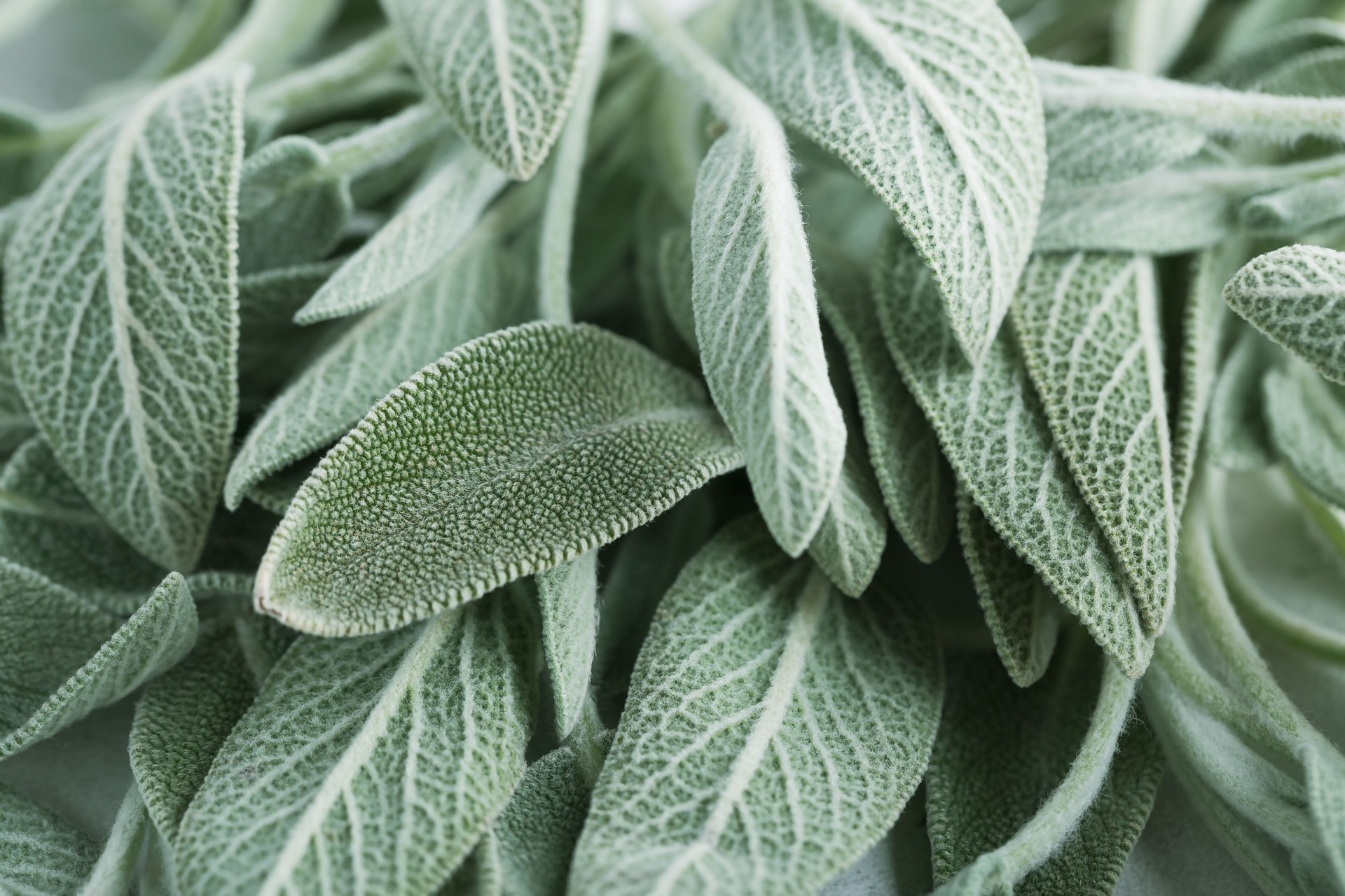 Clary Sage