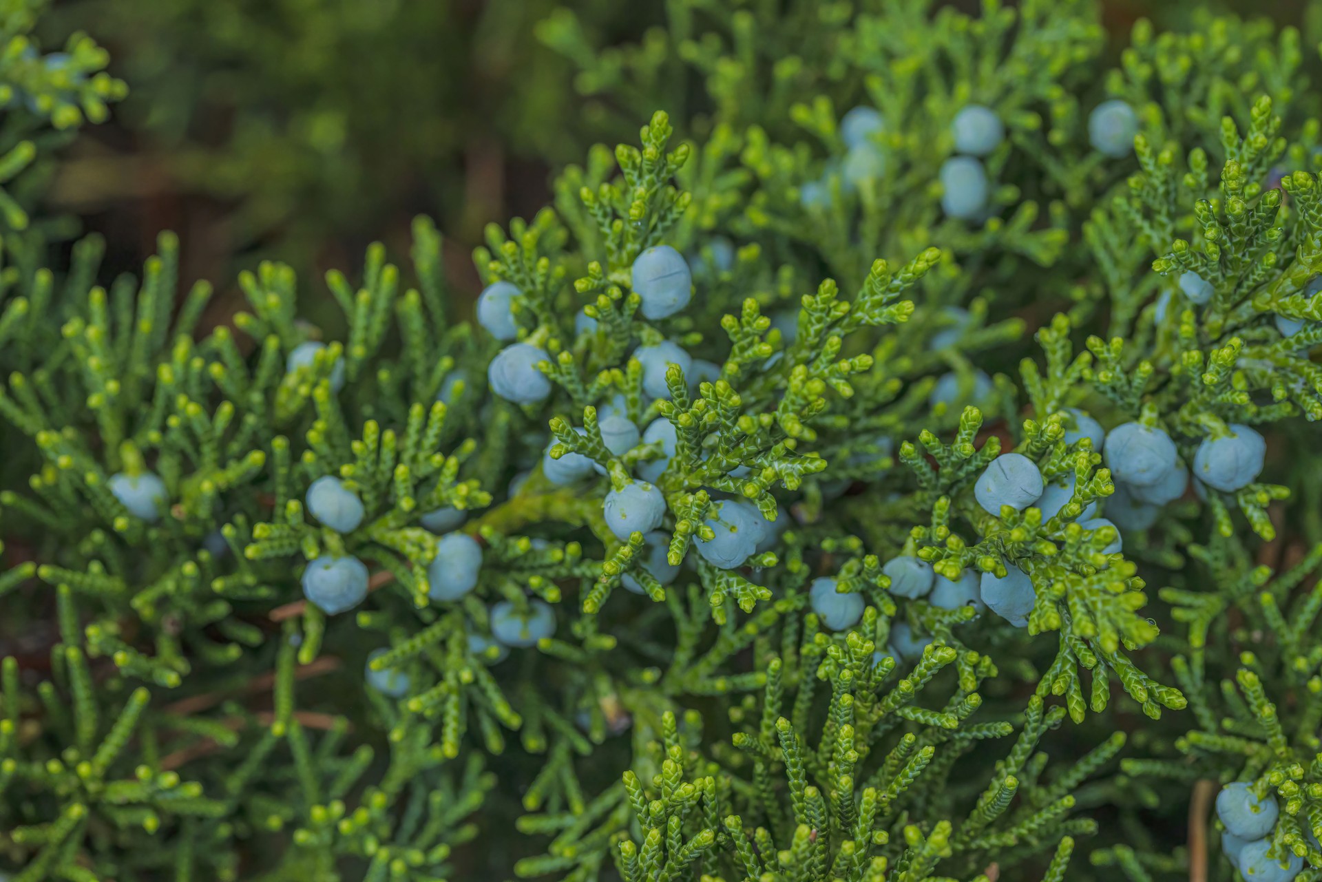 Juniper