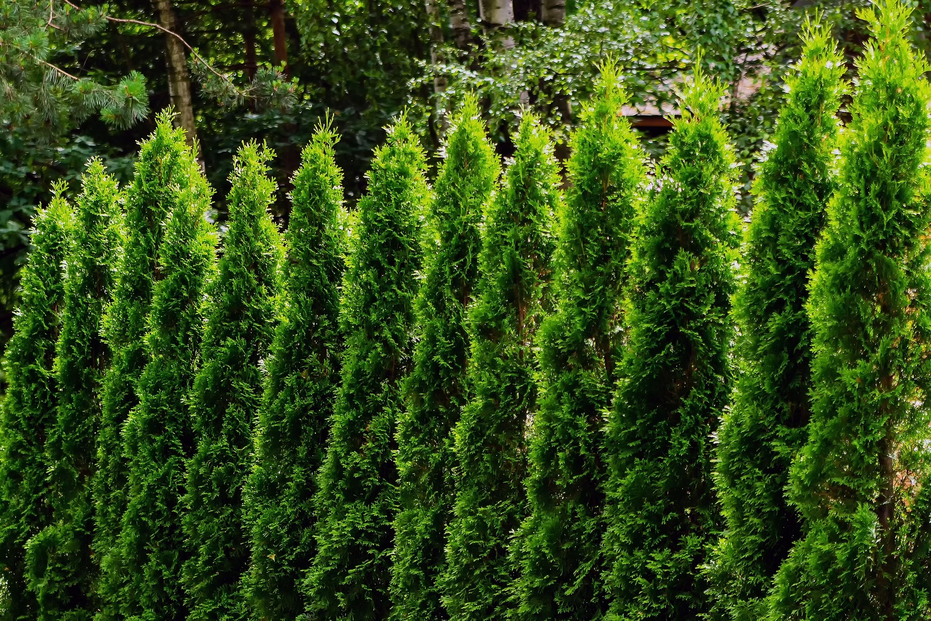 Small tui trees, cypresses stand next to each other.