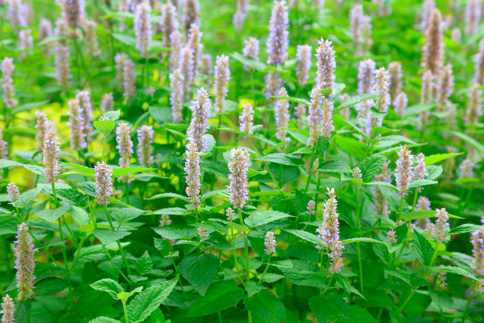 Patchouli