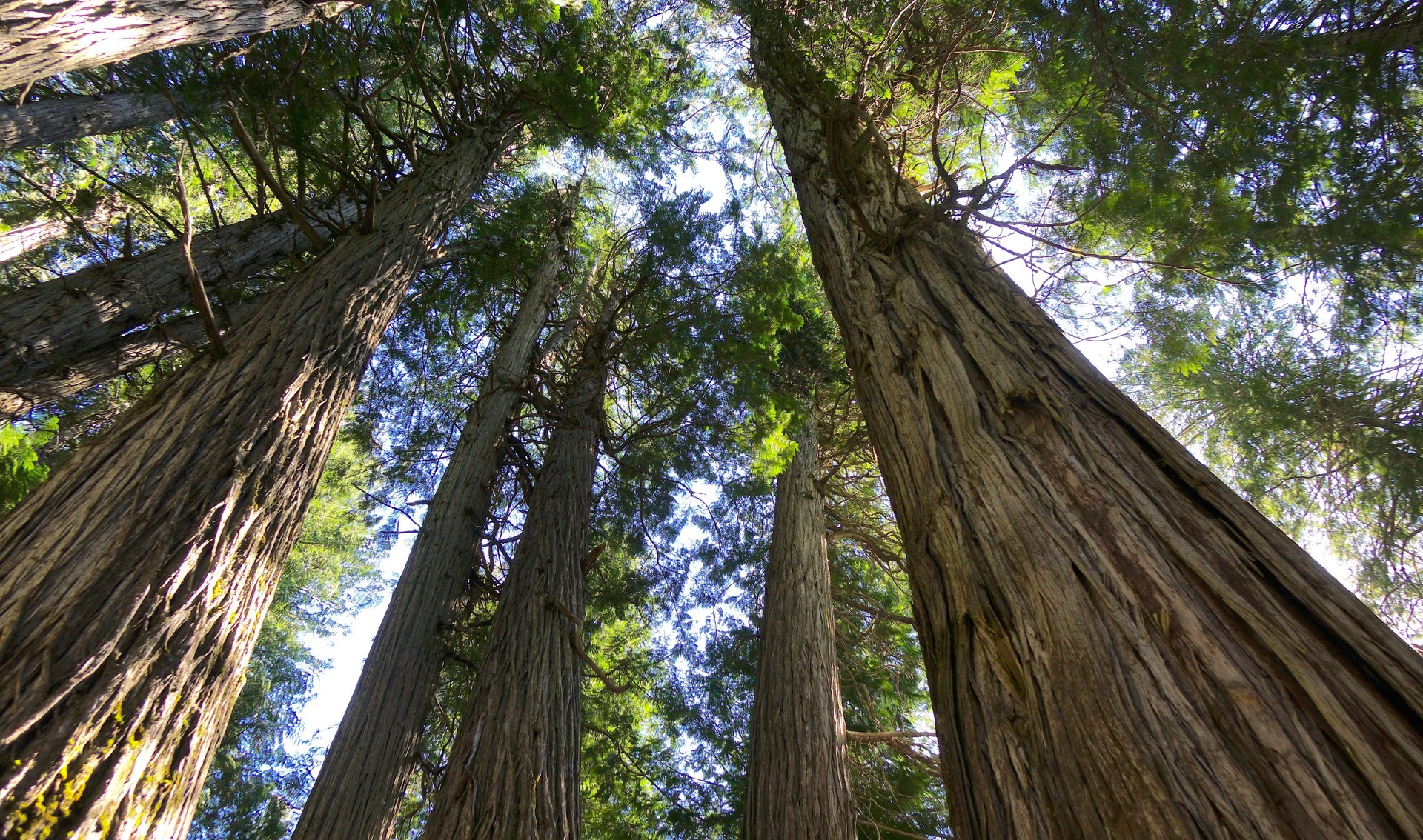 Giant Cedar Forest cedarwood