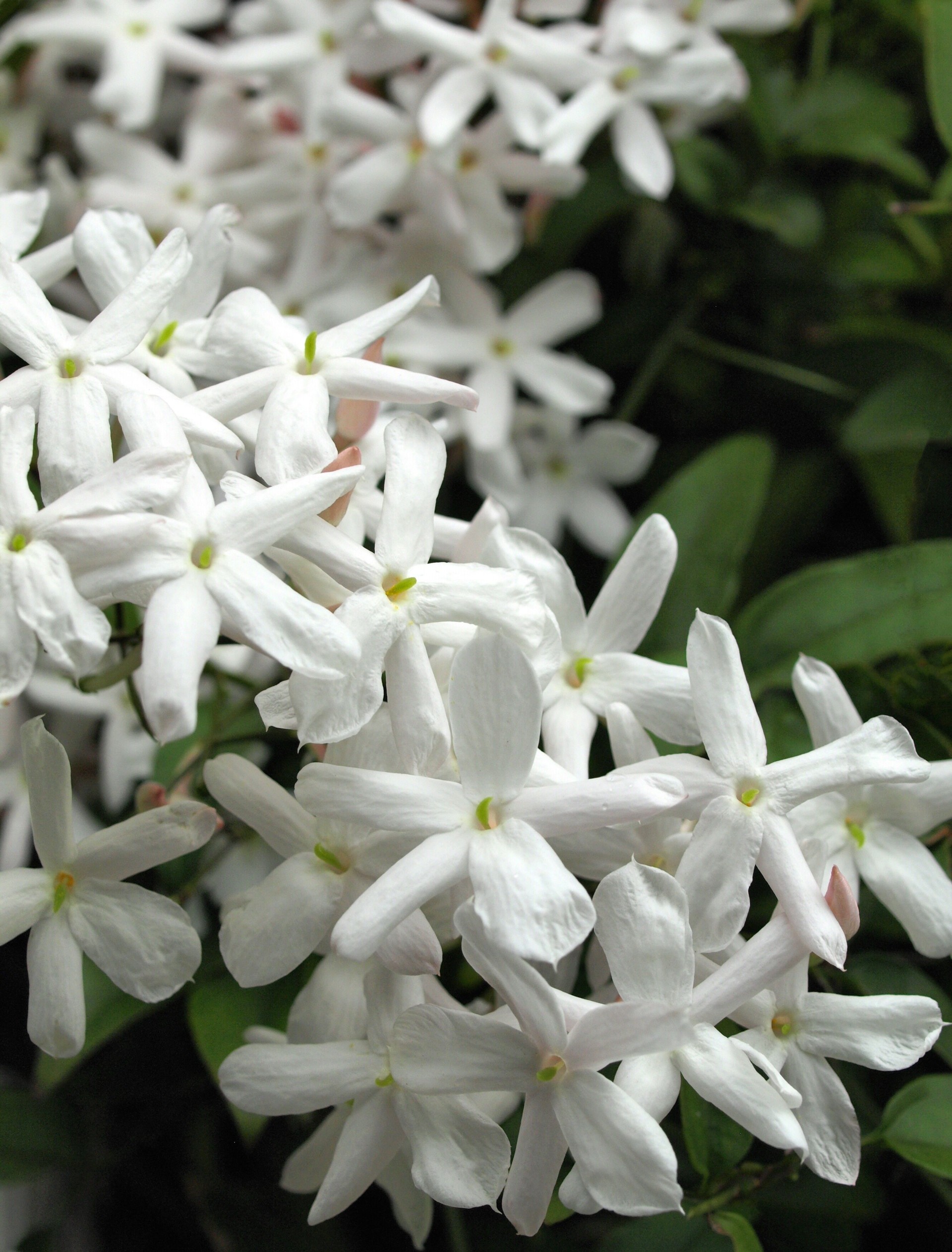 jasmine flowers in the garden.