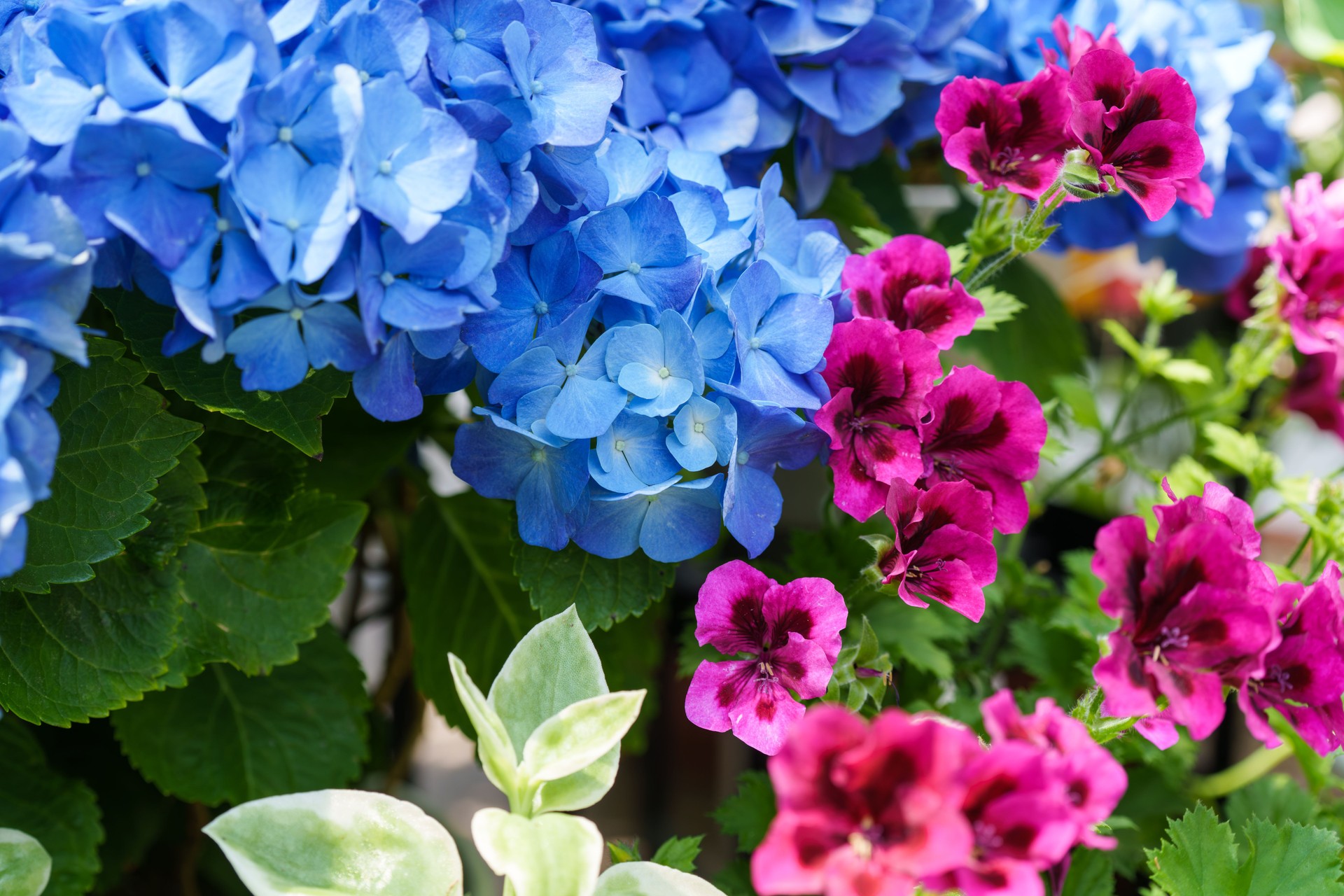 Geranium