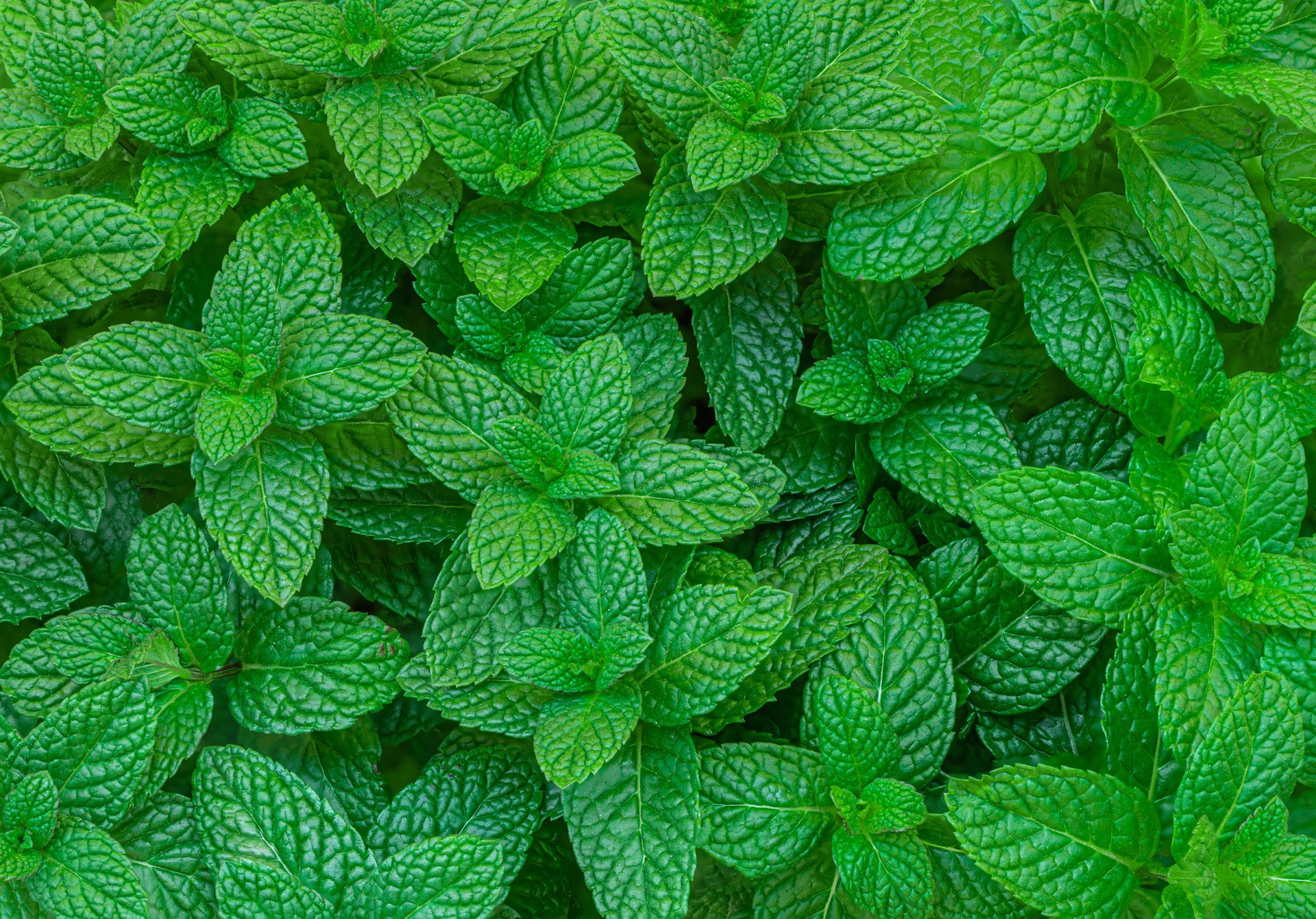 Mint leaves background. Green Peppermint leaves Pattern layout design Top view. Spermint plant growing