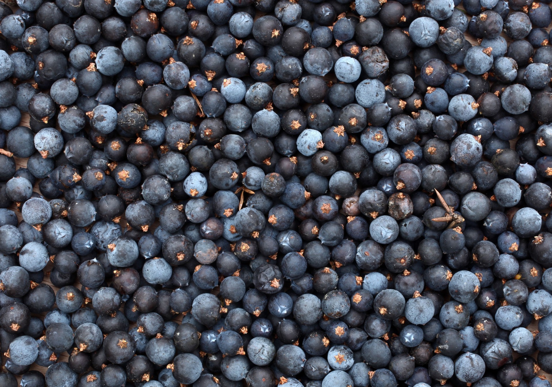 Juniper Berry