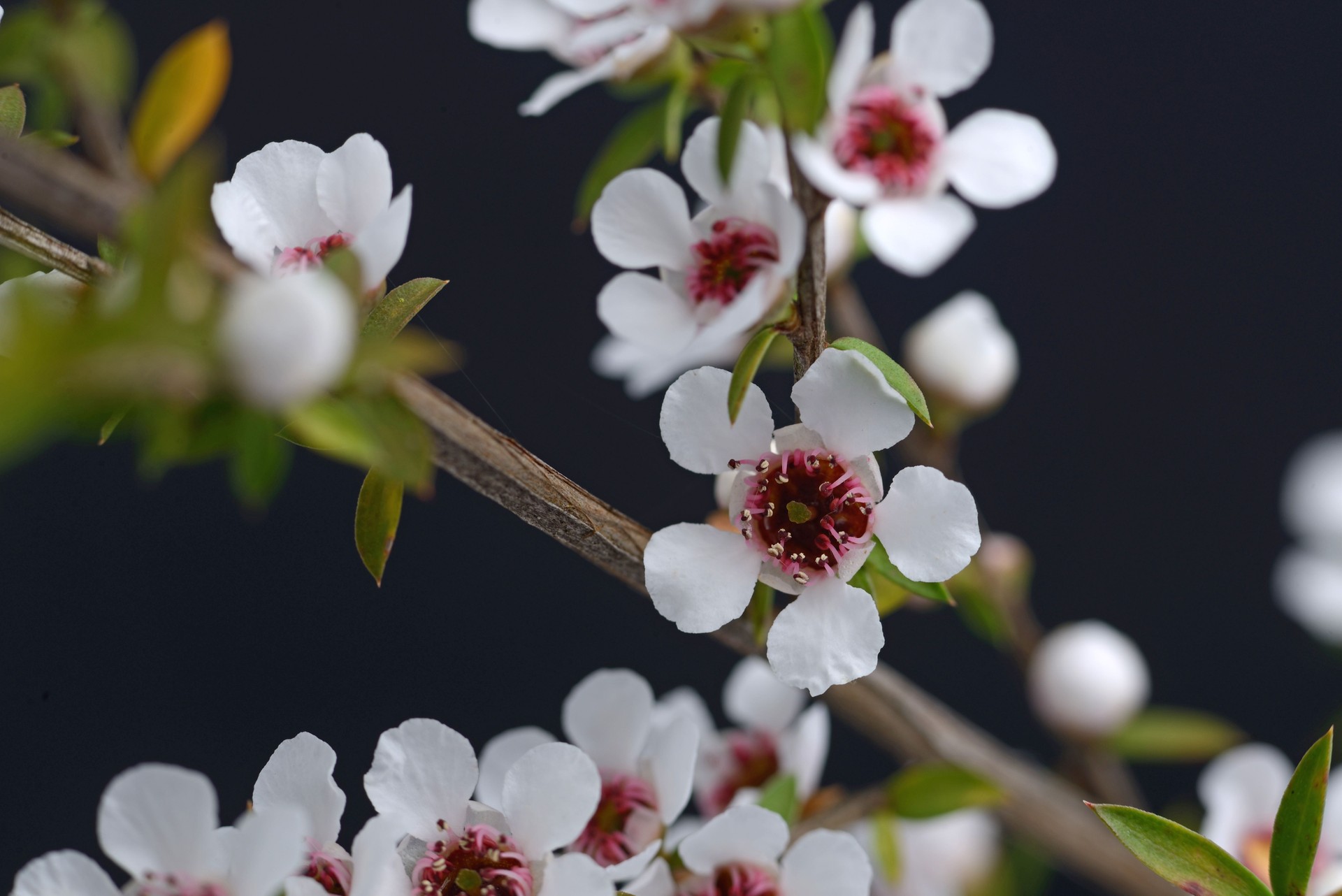Australian Tea Tree