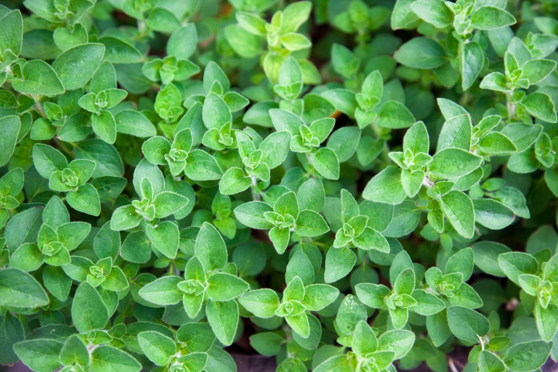 Oregano