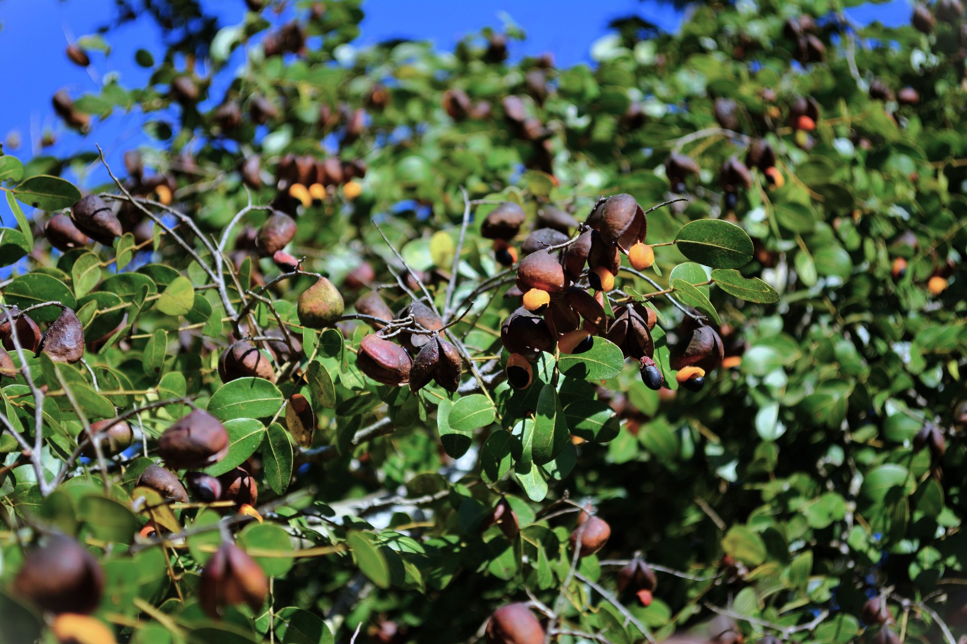 Copaiba