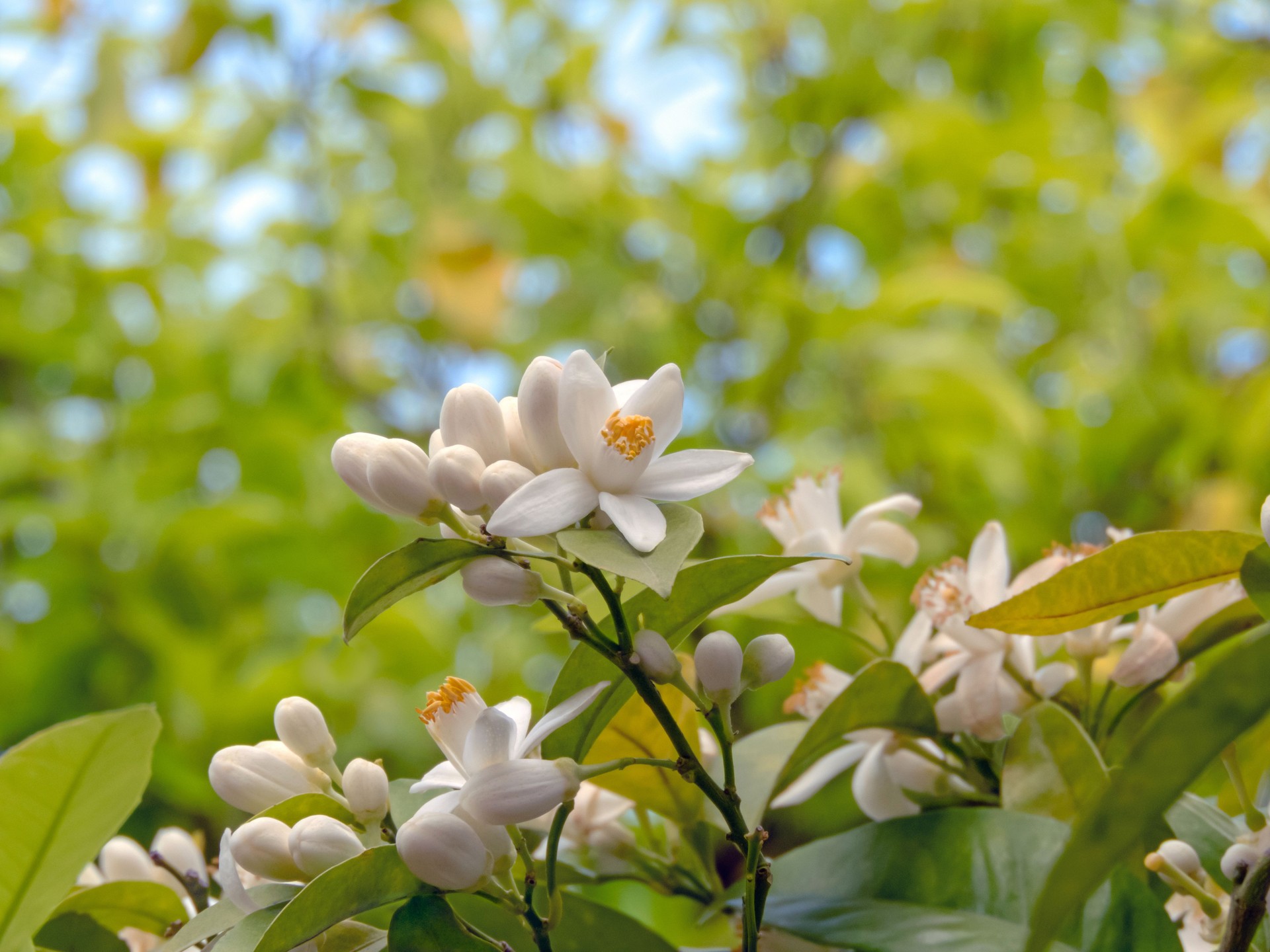 Neroli