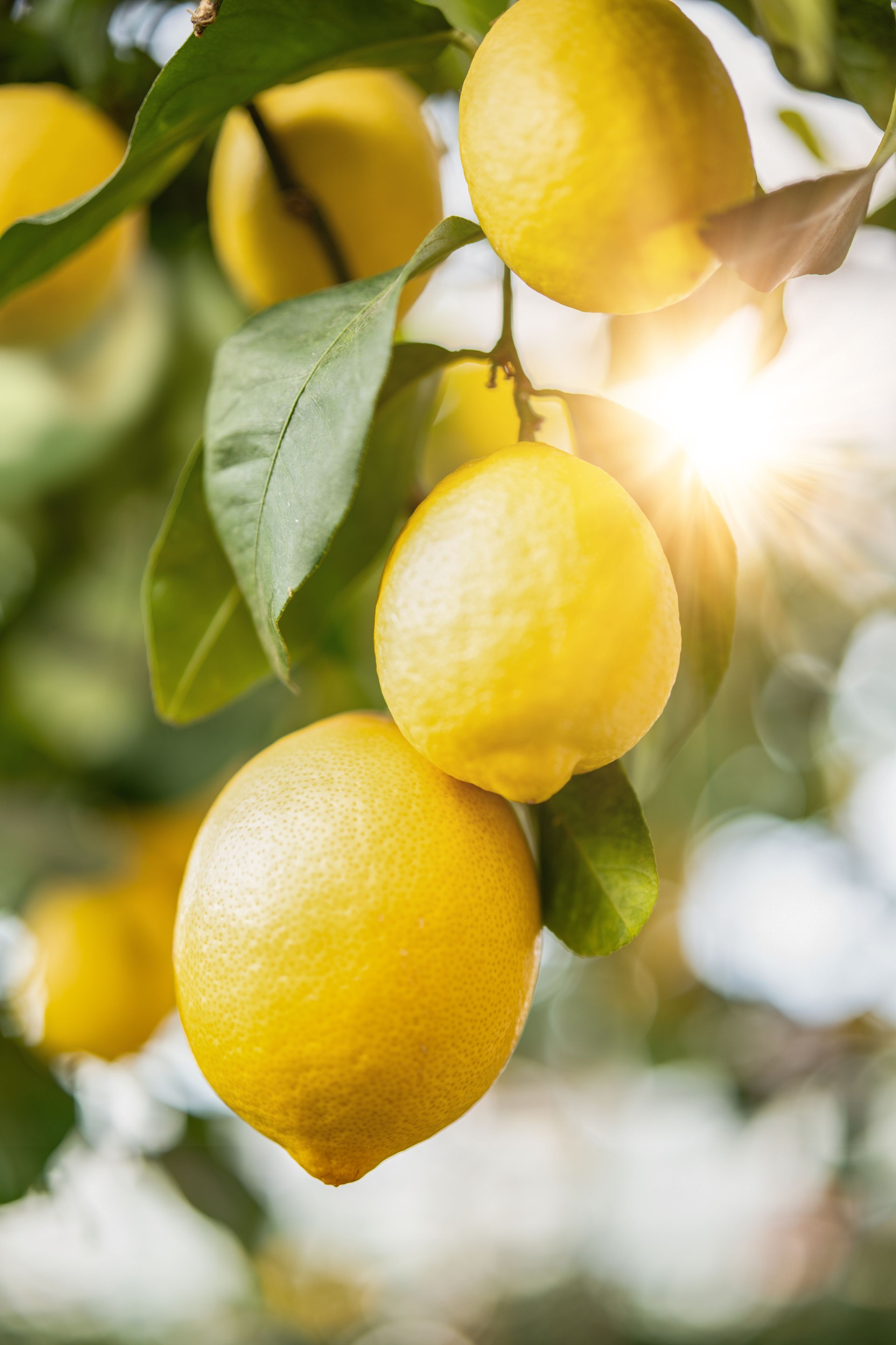 Lemon